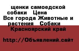 щенки самоедской собаки › Цена ­ 25 000 - Все города Животные и растения » Собаки   . Красноярский край